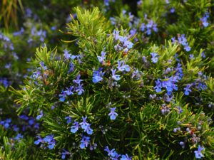rosemary-1090419_1920